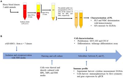 Impact of different formulations of platelet lysate on proliferative and immune profile of equine mesenchymal stromal cells